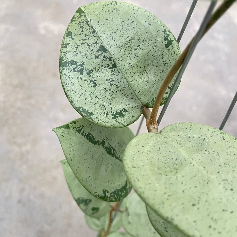FS87-6 Hoya Parasitica Silver Heart