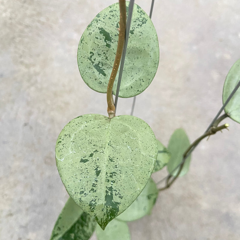 FS87-6 Hoya Parasitica Silver Heart