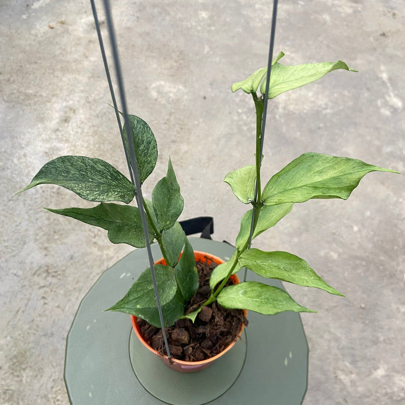 FS88-6 Hoya Polyneura Silver Broget