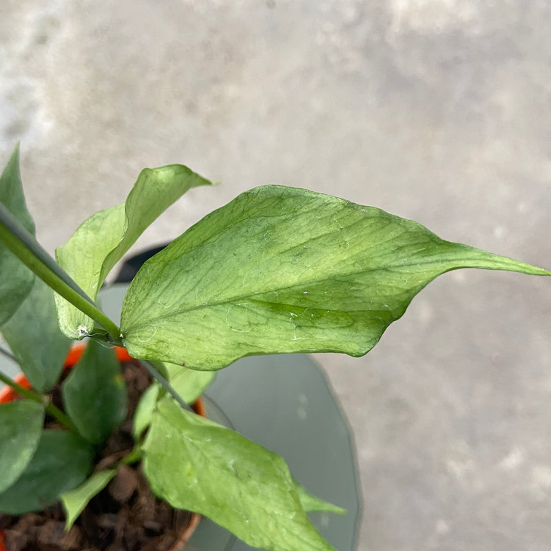 FS88-6 Hoya Polyneura Silver Broget