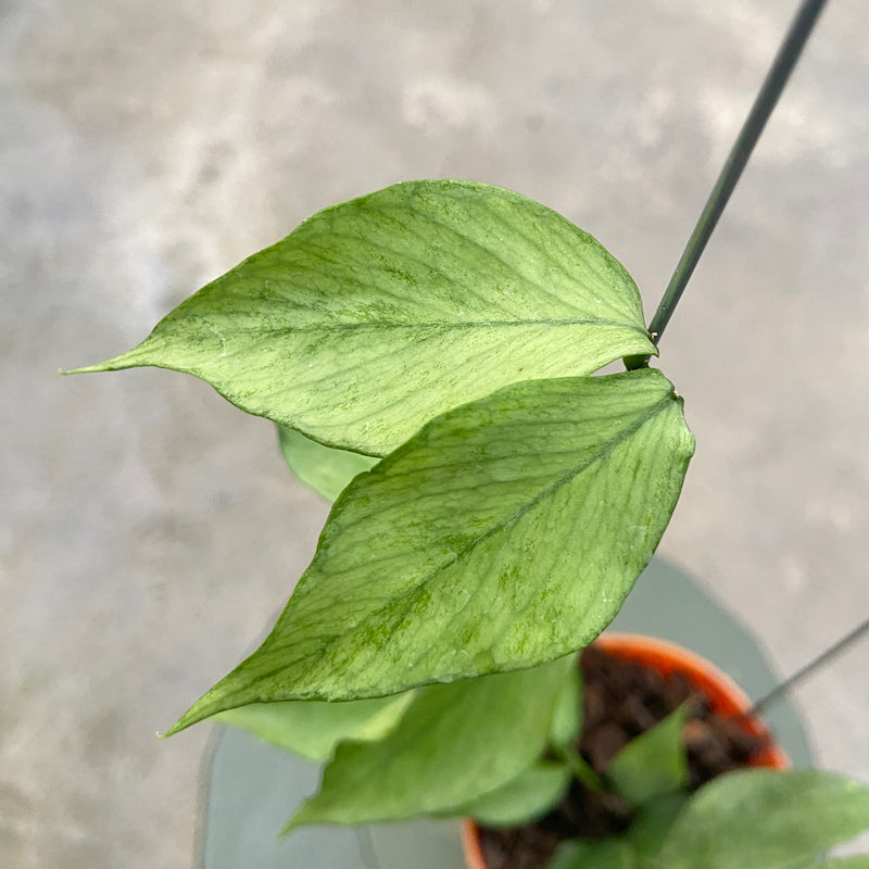 FS88-6 Hoya Polyneura Silver Broget