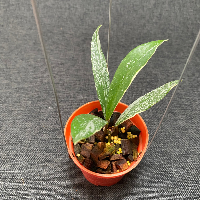 Hoya Pubicalyx Albomarginata