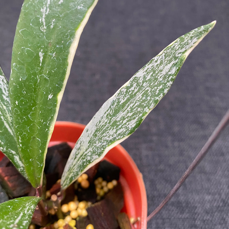 Hoya Pubicalyx Albomarginata