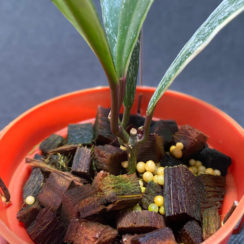 Hoya Pubicalyx Albomarginata