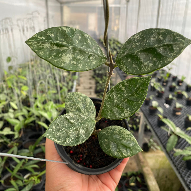 FS6-6 Hoya Rundumensis Splash