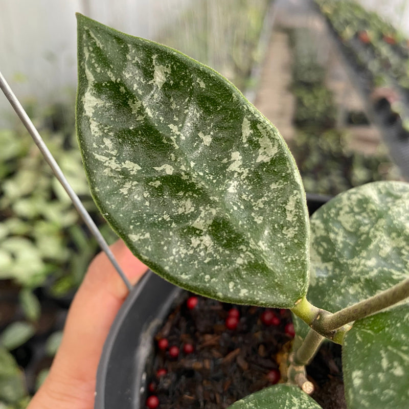 FS6-6 Hoya Rundumensis Splash