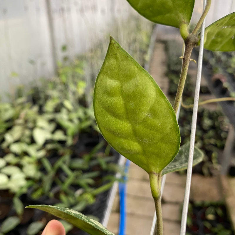 FS6-6 Hoya Rundumensis Splash