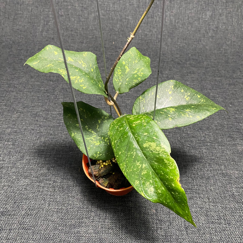 Hoya SP Aceh Badak Uken