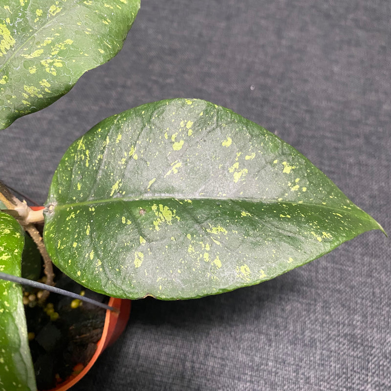 Hoya SP Aceh Badak Uken