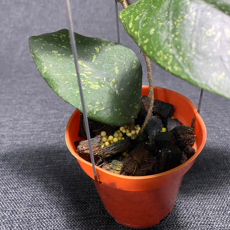 Hoya SP Aceh Badak Uken