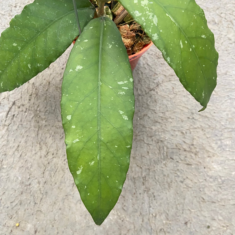 FS89-6 Hoya SP Aceh Bee-08