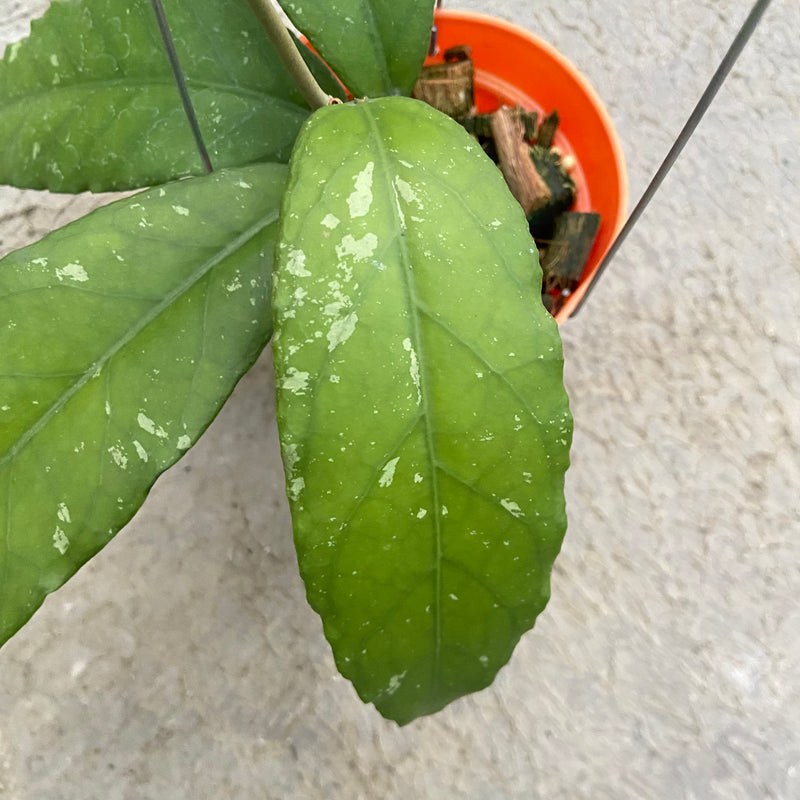 FS89-6 Hoya SP Aceh Bee-08