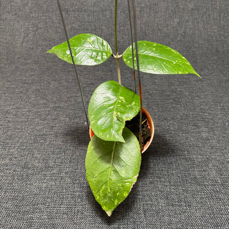 Hoya SP Aceh Brontofolia
