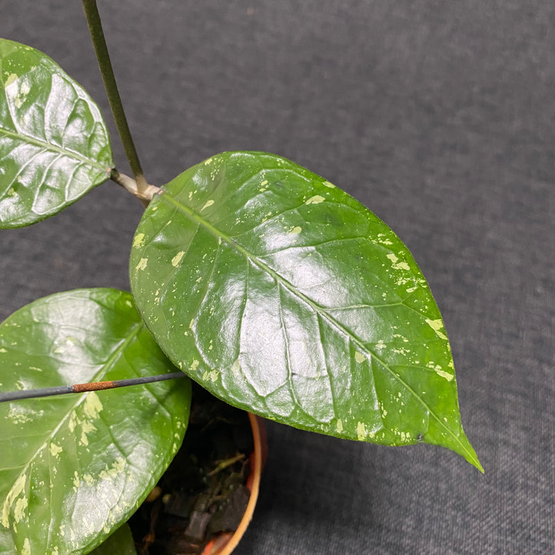 Hoya SP Aceh Brontofolia