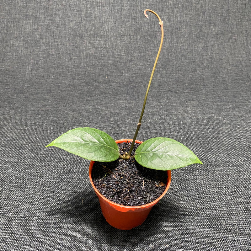 Hoya SP Aceh Dragon Eggs