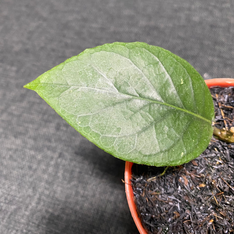 Hoya SP Aceh Dragon Eggs