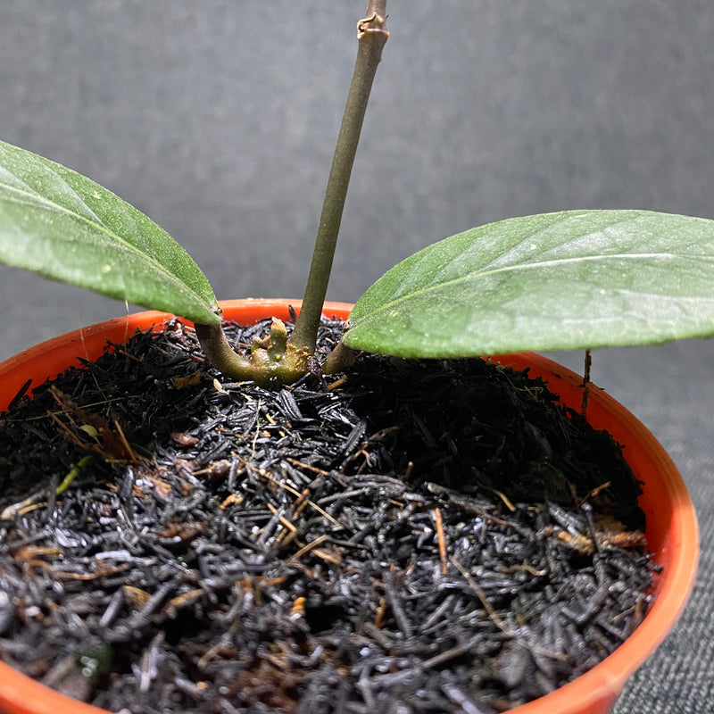 Hoya SP Aceh Dragon Eggs