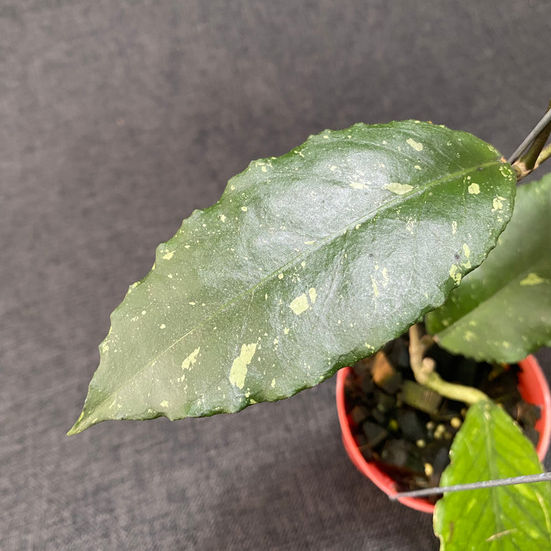 Hoya SP Aceh Dragon Muttated