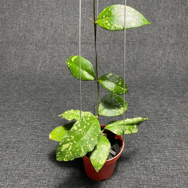 🎁 Hoya SP Aceh Forest Orb (100% off)