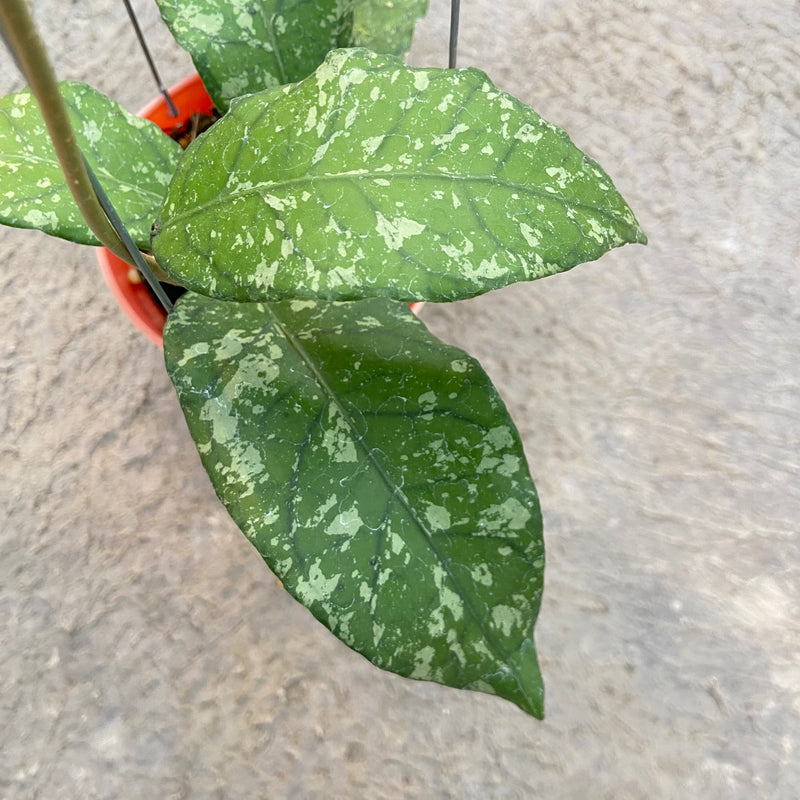 FS90-6 Hoya SP Aceh Forest Orb
