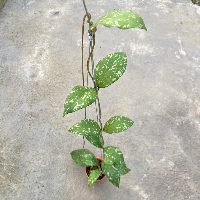FS90-6 Hoya SP Aceh Forest Orb