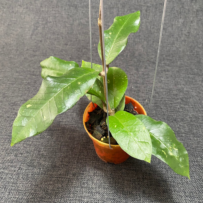 Hoya SP Aceh Green Diamond