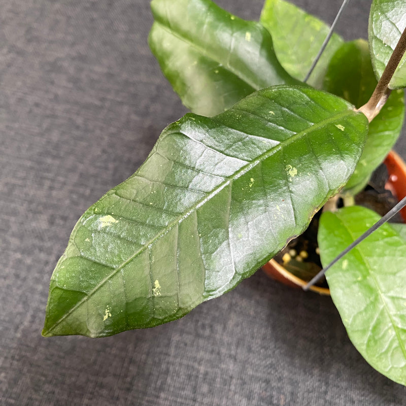 Hoya SP Aceh Green Diamond