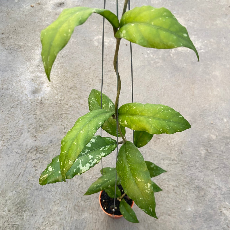 FS91-6 Hoya SP Aceh Dragon Curly
