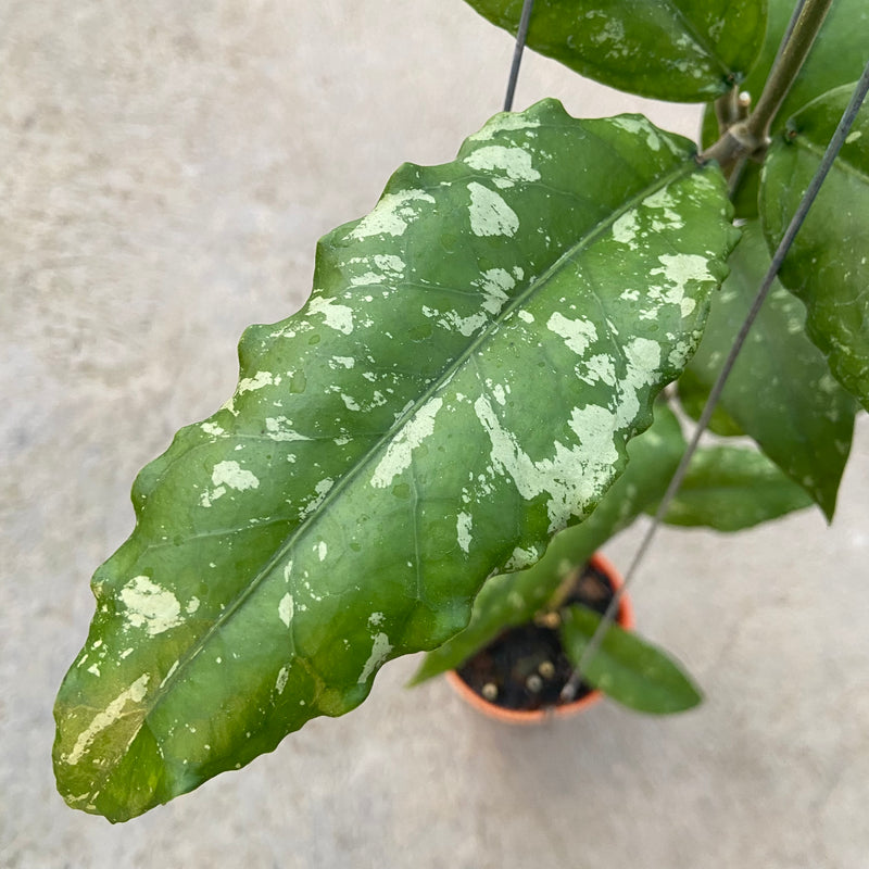FS91-6 Hoya SP Aceh Dragon Curly