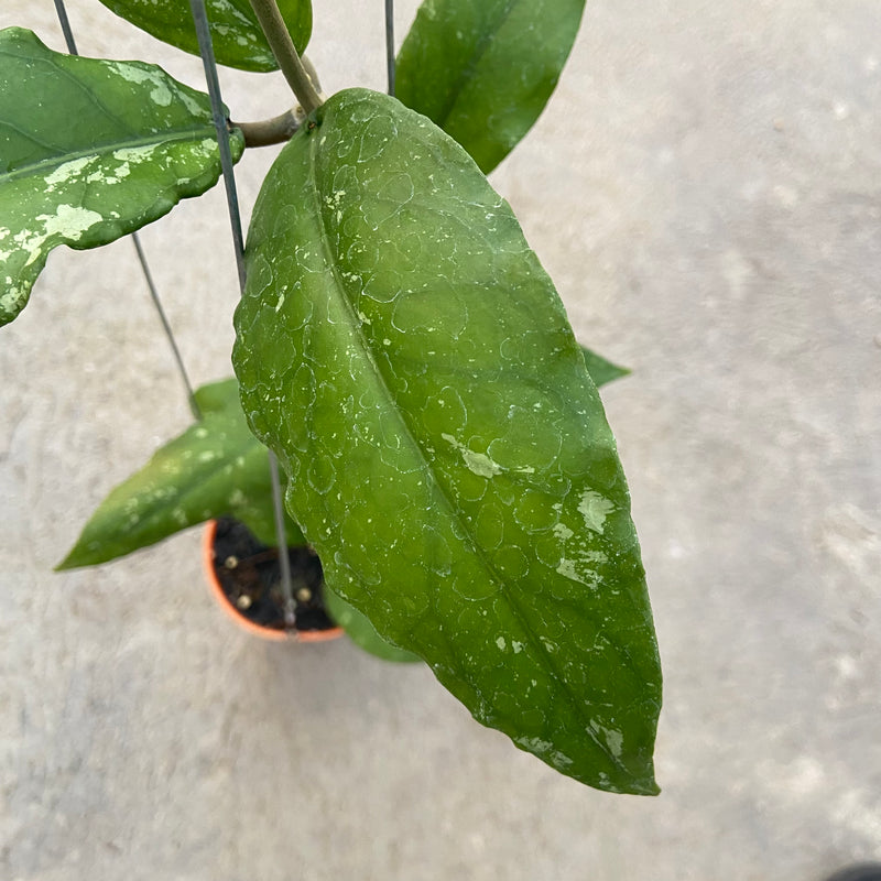 FS91-6 Hoya SP Aceh Dragon Curly