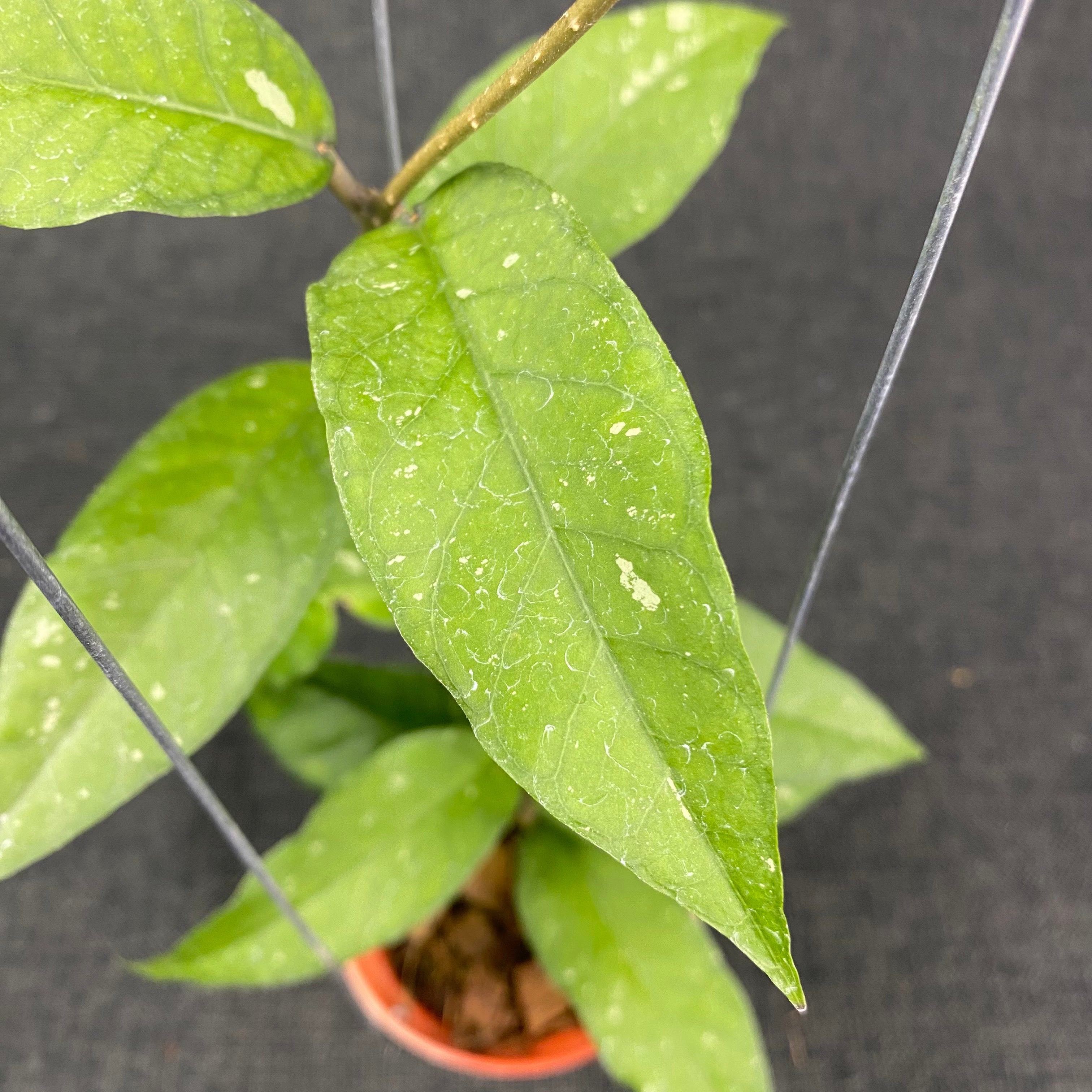 Hoya SP Aceh Lynx — Aroidasia