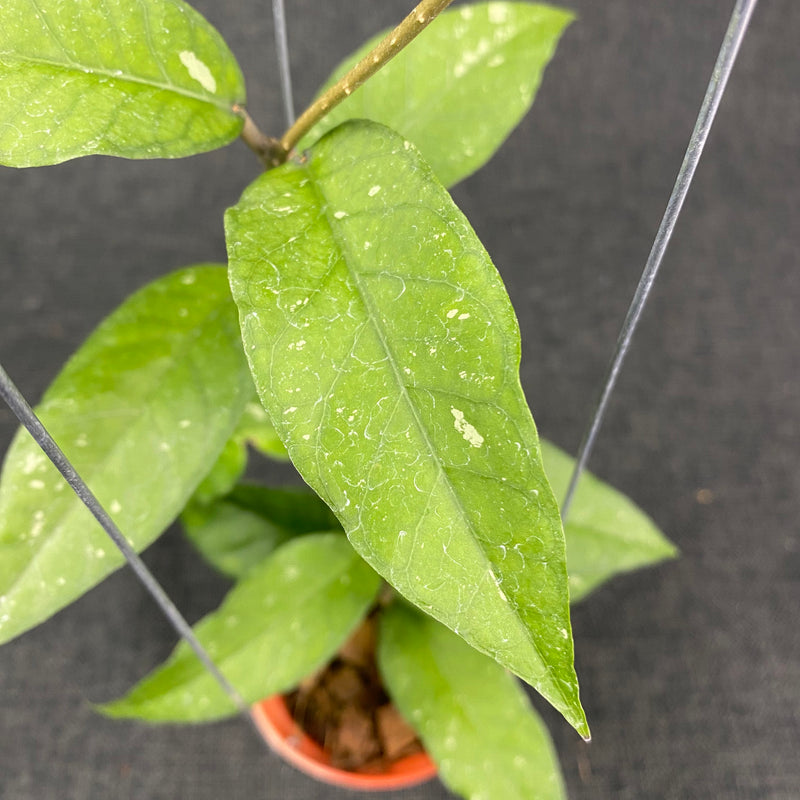 Hoya SP Aceh Lynx