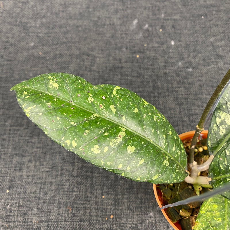 Hoya SP Aceh Malaking