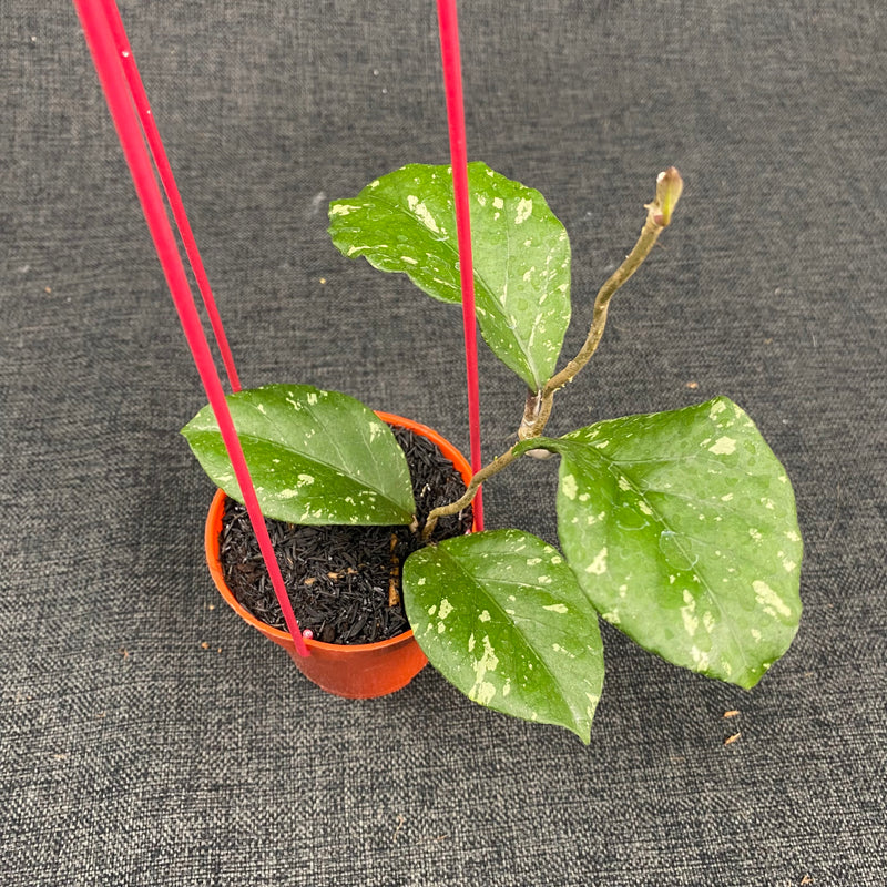 Hoya SP Aceh Manohara