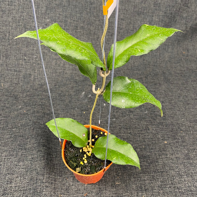 Hoya SP Aceh Minmi