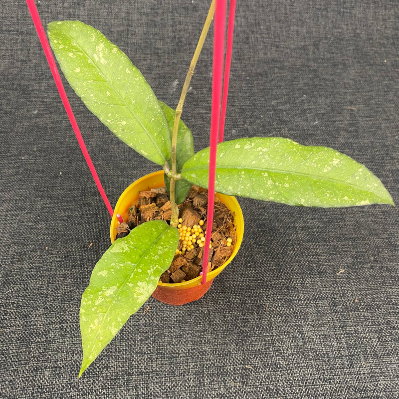 Hoya SP Aceh Pink Splash