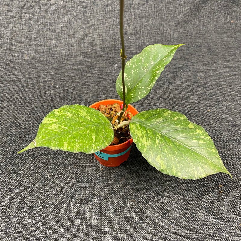 Hoya SP Aceh Pumpkin Splash
