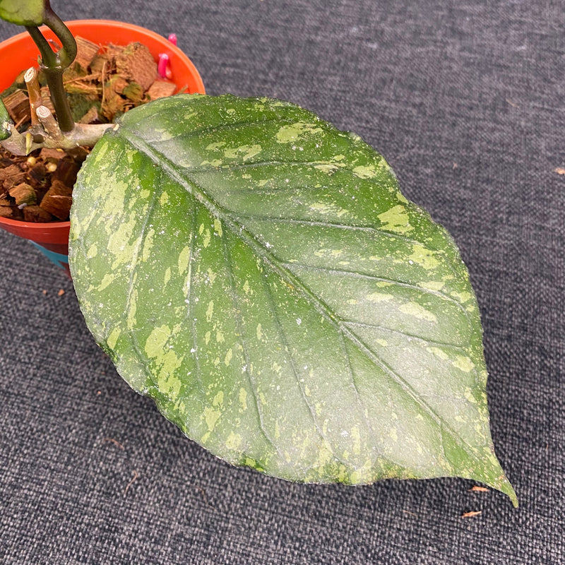 Hoya SP Aceh Pumpkin Splash