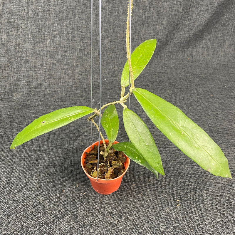 Hoya SP Aceh Green Blade