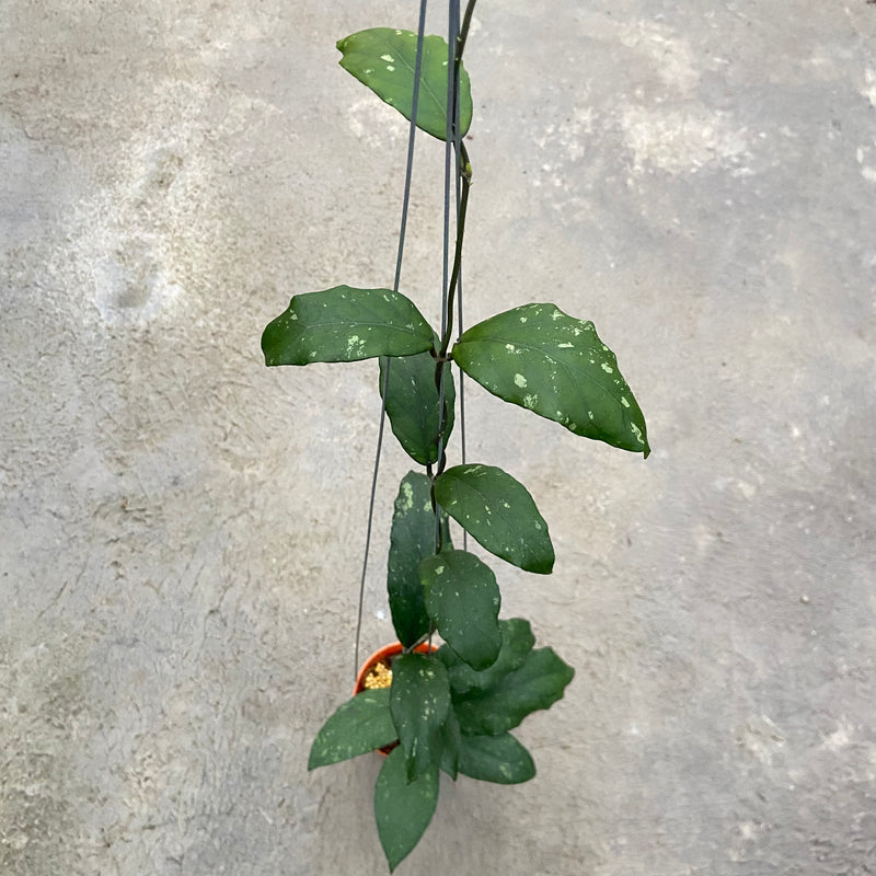 FS95-6 Hoya SP Aceh Takengon