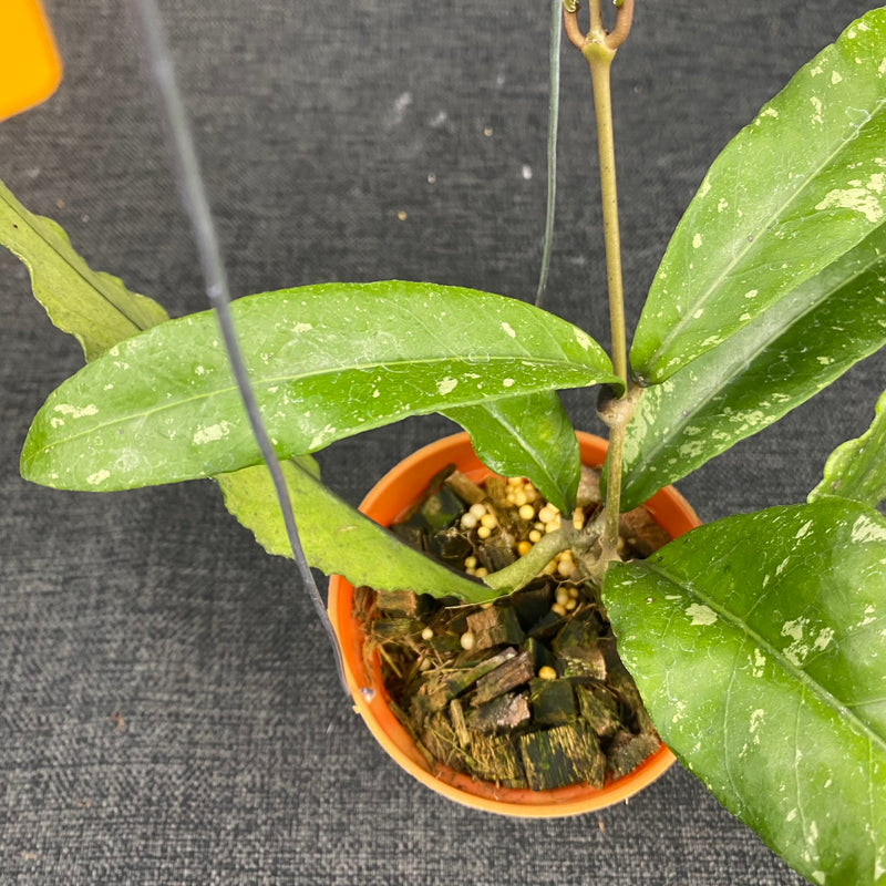 Hoya SP Aceh Tyran