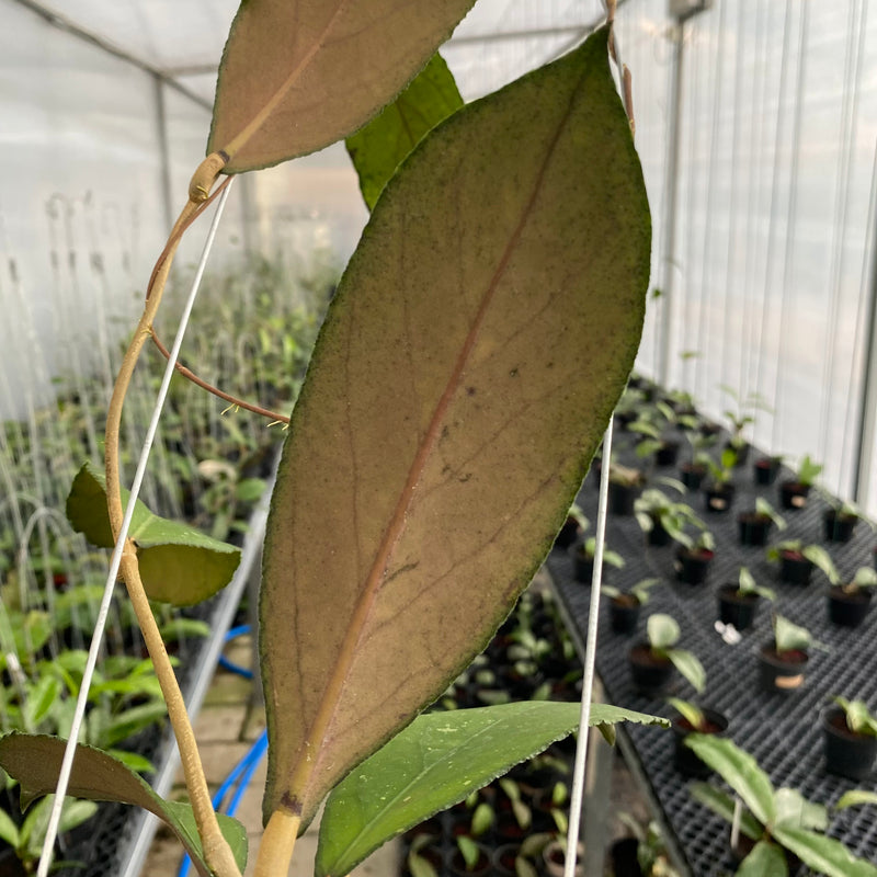 FS15-6 Hoya SP Tanggamus Bottom Red