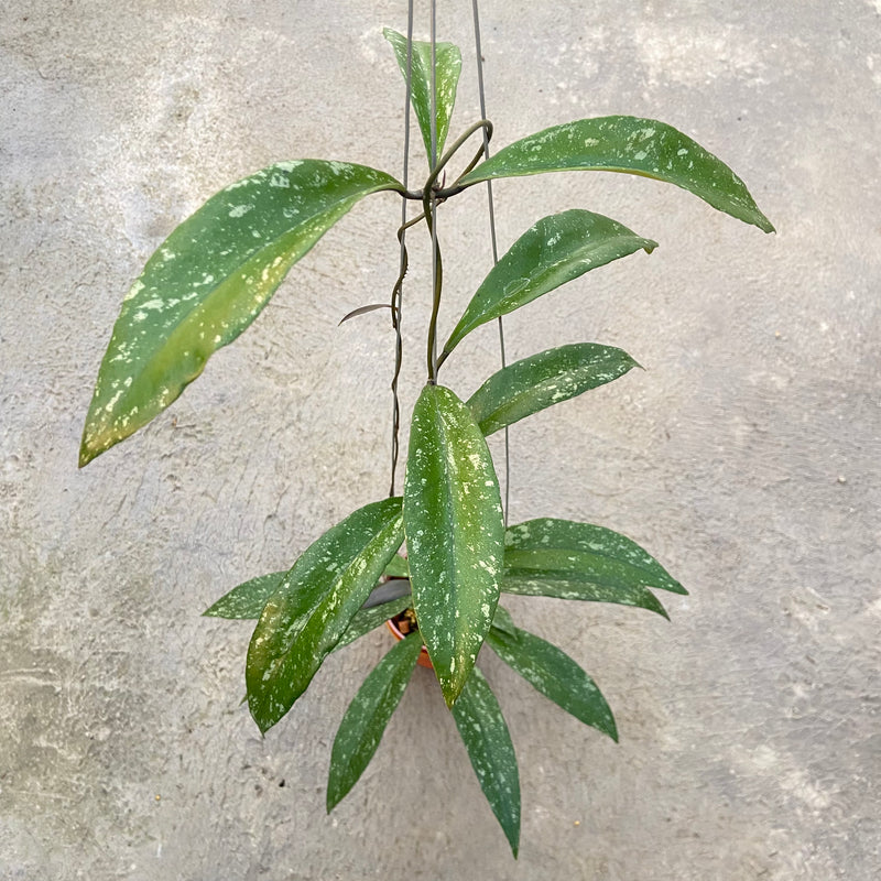FS94-6 Hoya Sulawesiana x Clemensiorum Splash