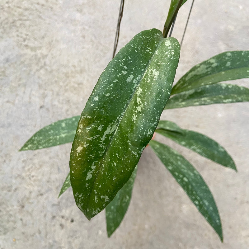 FS94-6 Hoya Sulawesiana x Clemensiorum Splash