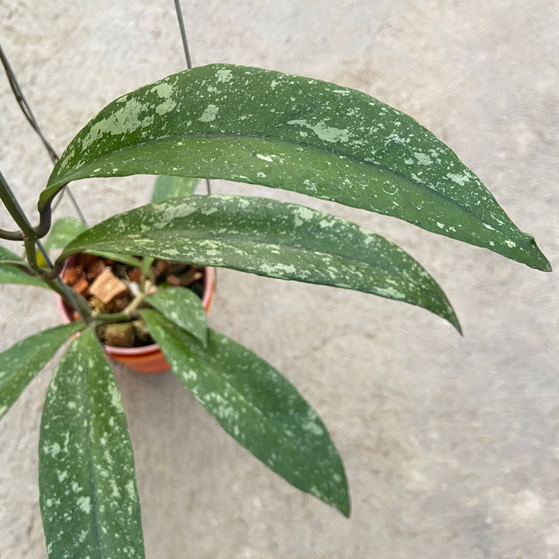 FS94-6 Hoya Sulawesiana x Clemensiorum Splash
