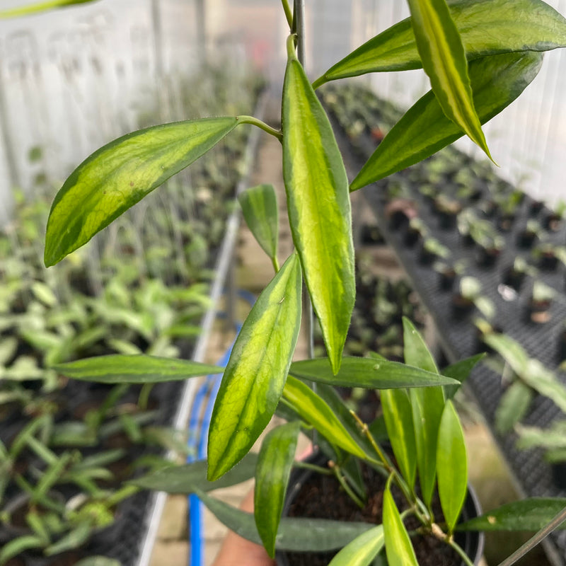 FS16-6 Hoya Tsangii Inner Variegated