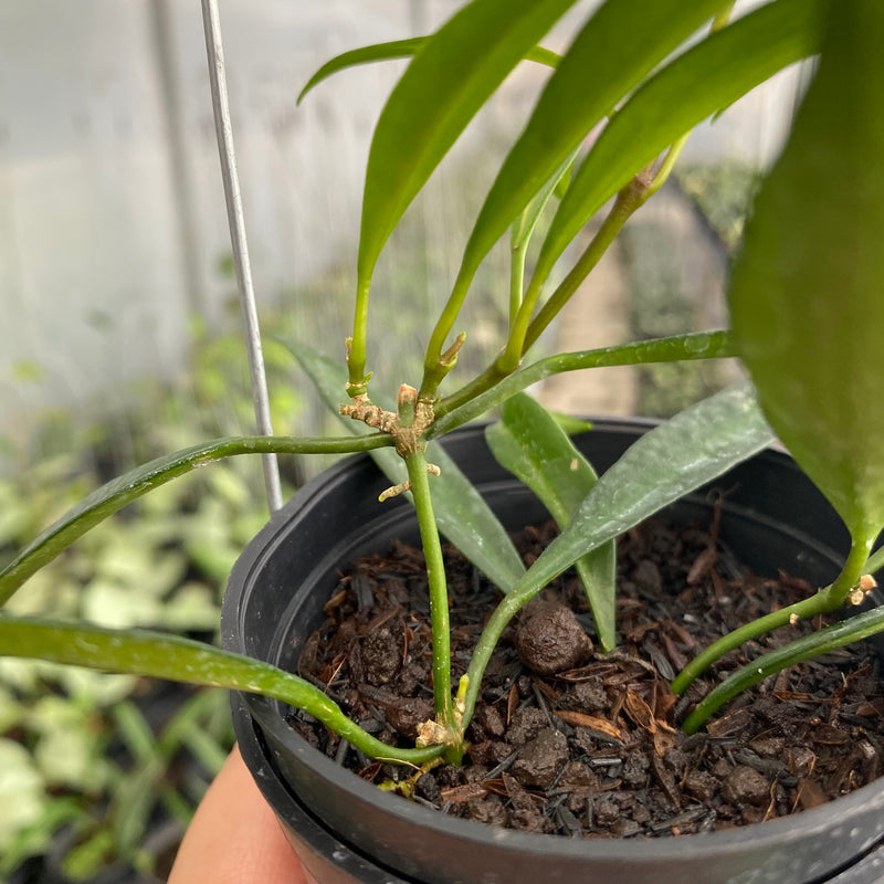 FS16-6 Hoya Tsangii Inner Variegated