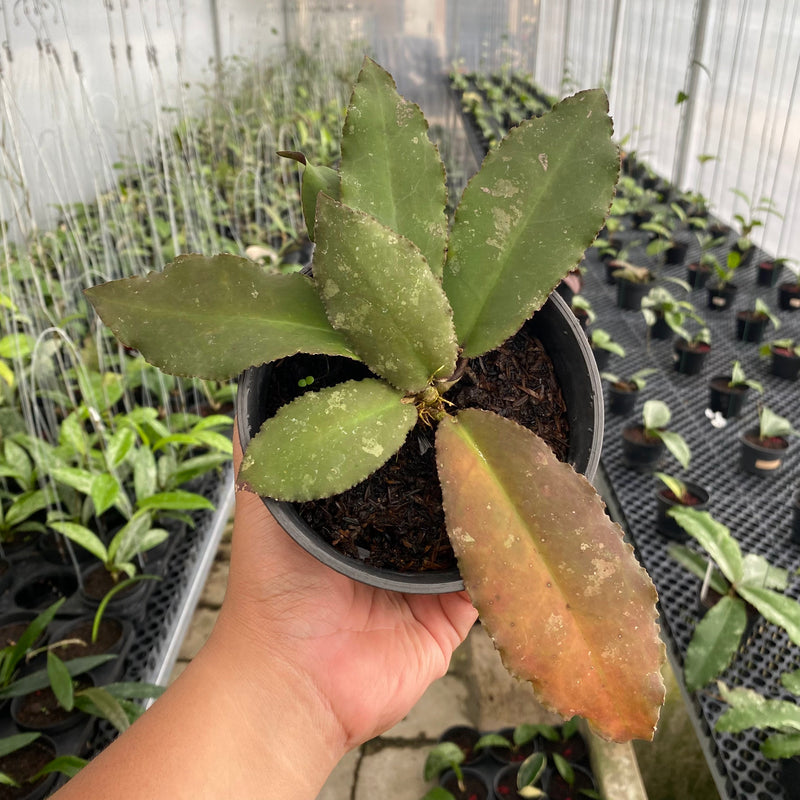FS4-6 Hoya Undulata Red