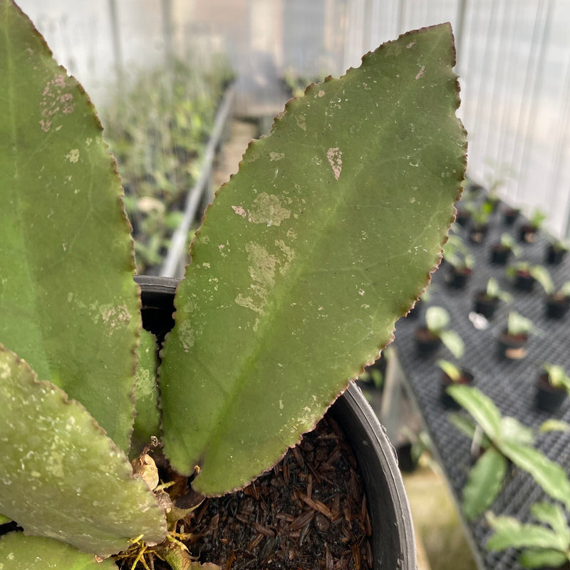 FS4-6 Hoya Undulata Red