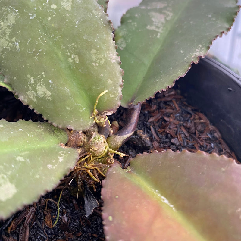 FS4-6 Hoya Undulata Red